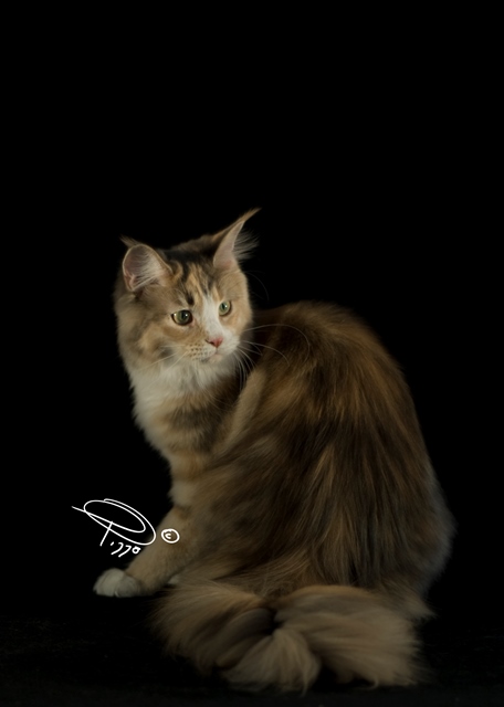 Fifi